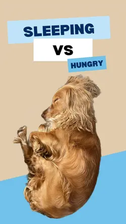 Sleeping vs Hungry