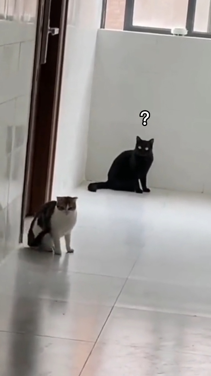 Funny Cat meme