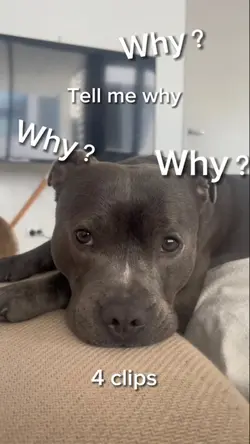 tell me why
