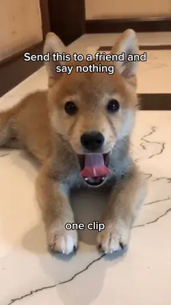 dog roar