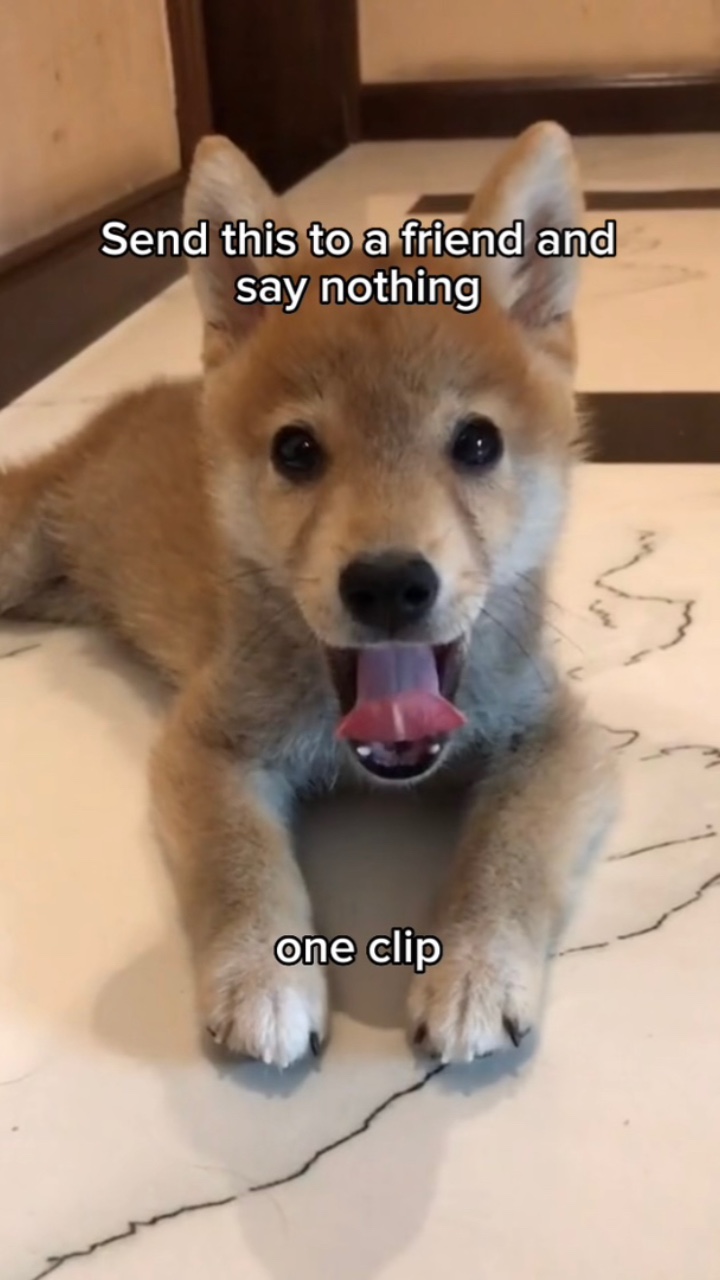 Rugido de perro