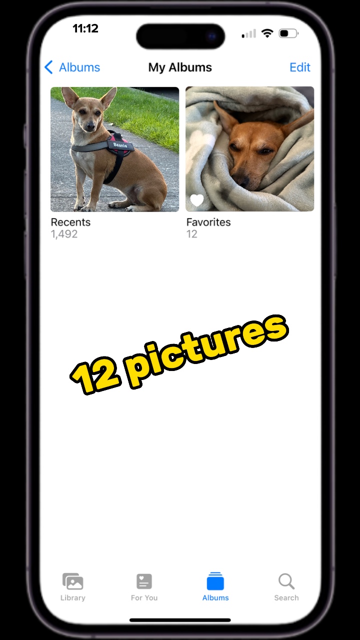 Pet Photos
