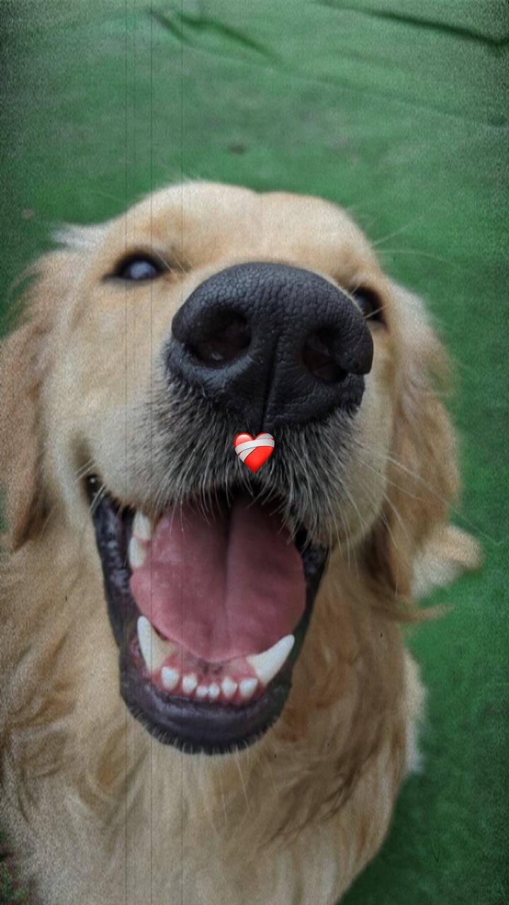 Pet ❤️‍🩹