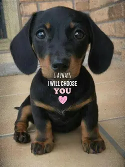 My favorite pet ❤️