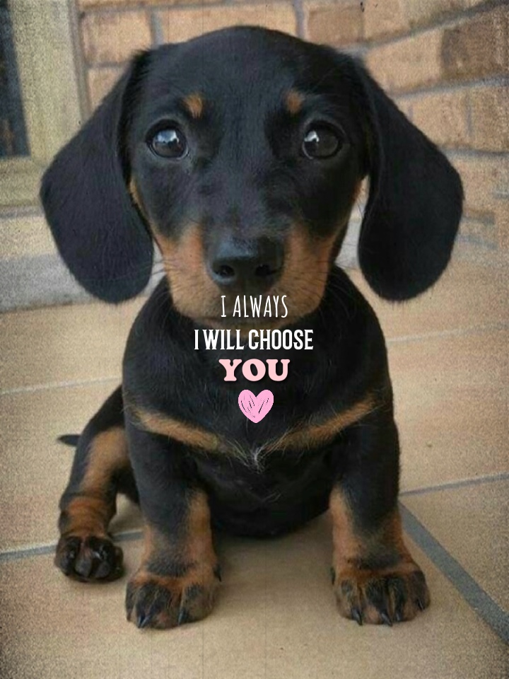 Mein Lieblingstier ❤️