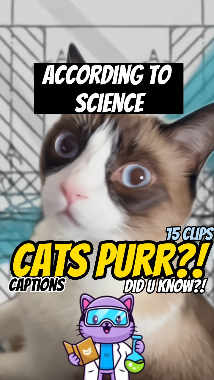 Sa likod ng purr ng pusa!
