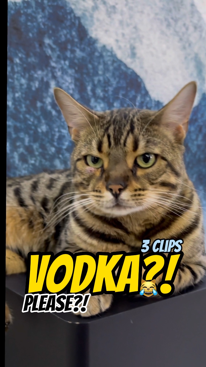 Tolong Vodka?!
