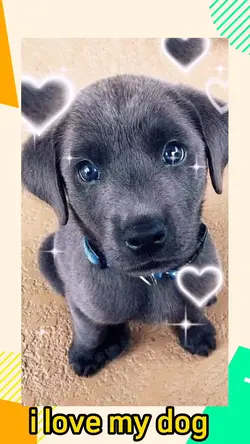love dog