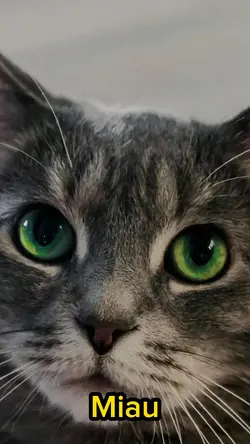 Meaw