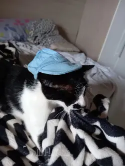 Amo tanto meu gato