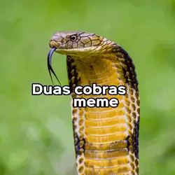 Duas cobras