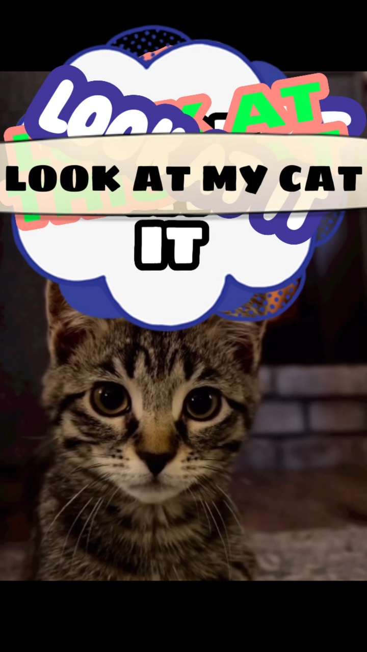 Mira A Mi Gato