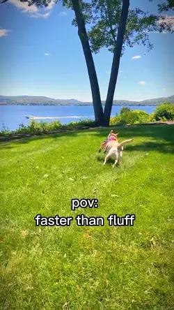 Fast As Fluff Dog