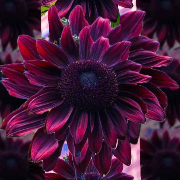 Burgundy bliss