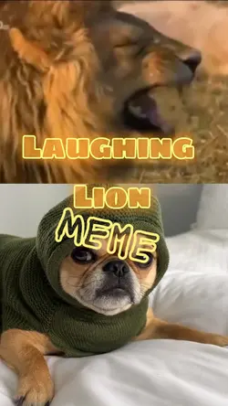 Laughing Lion Meme