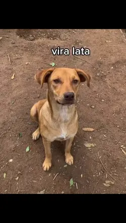 Vira lata 🤷🏼‍♀️