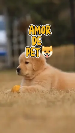 Amor de Pet