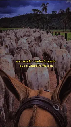 status vaquejada 