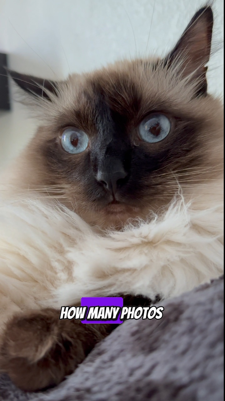 How many photos? 