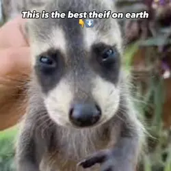 Raccoon edit