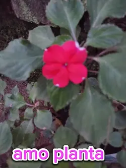 amo minha planta