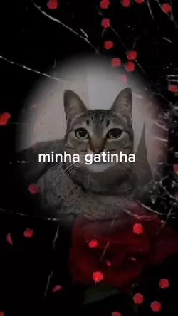 minha gatinha