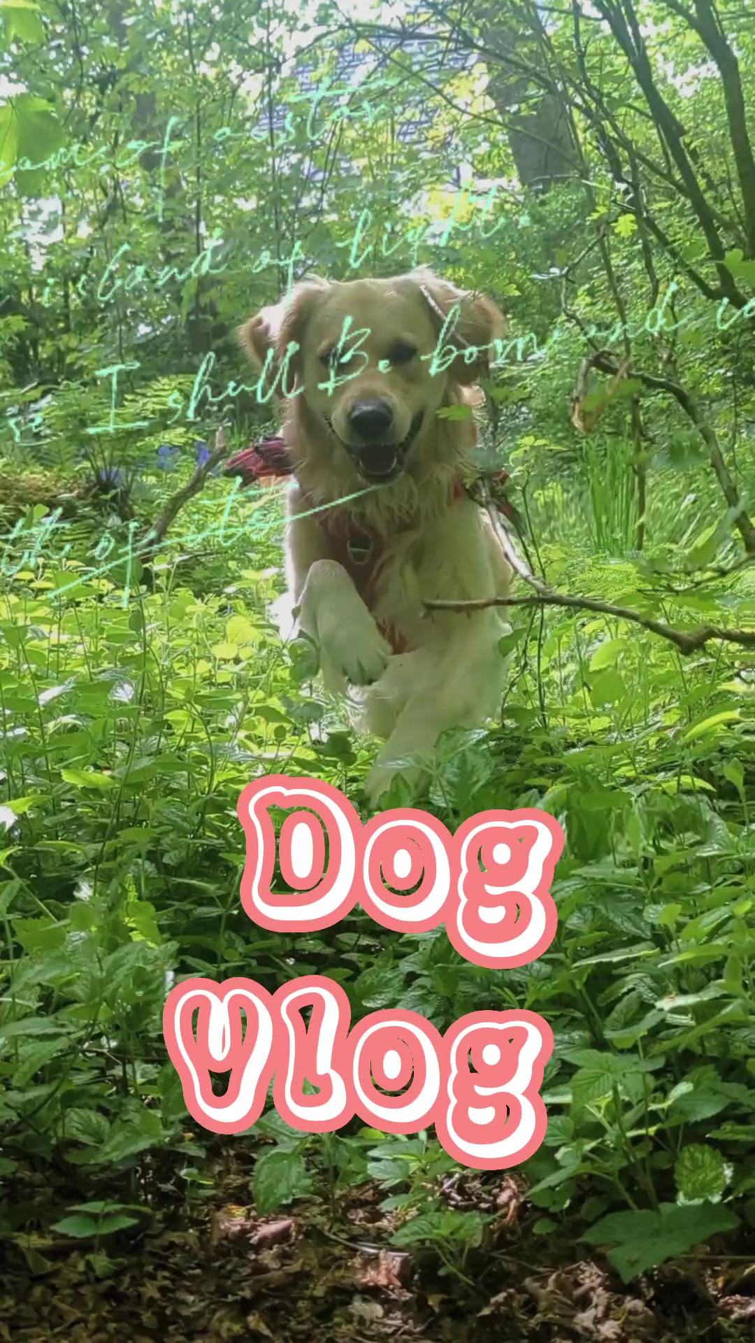 Perro Vlog 2