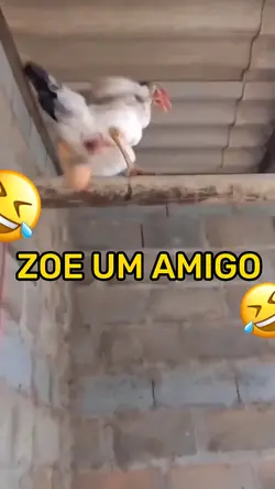 Zoe um amigo