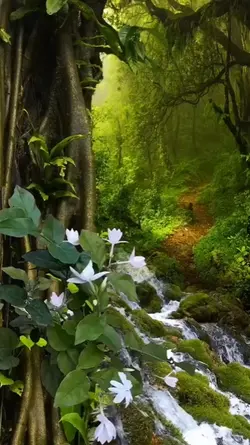 NATUREZA GOSPEL