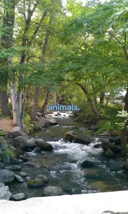 natures animals