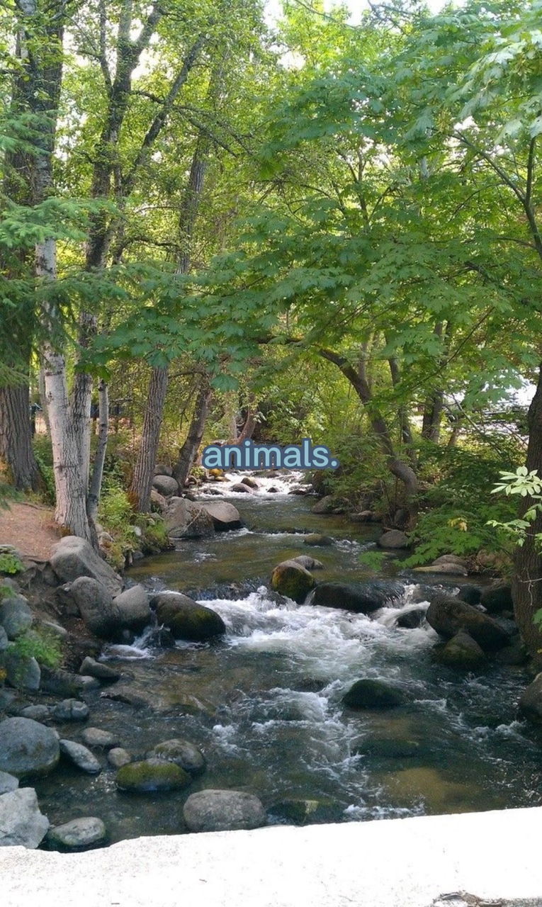 Animais da natureza