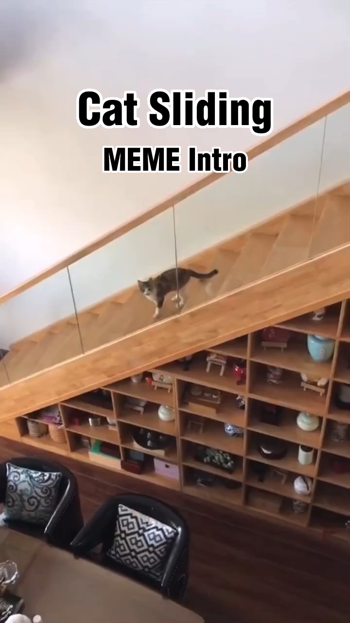 Gato deslizando