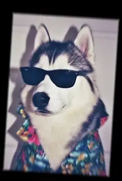 HUSKIESS<3