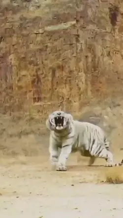 Tigre