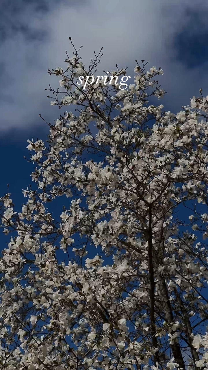 Vibração de primavera🌸
