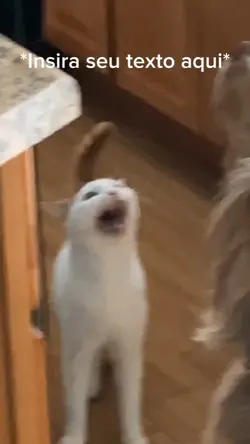 Gatinho gritando