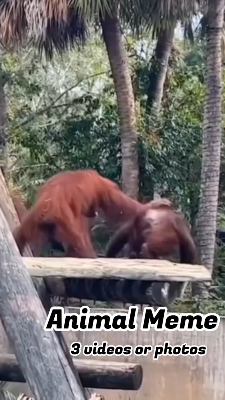 Meme animal