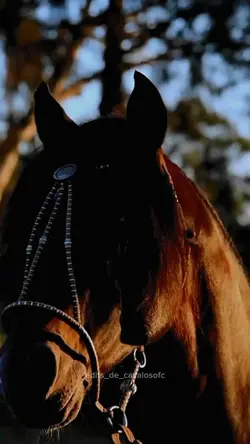 /Cavalos\<3