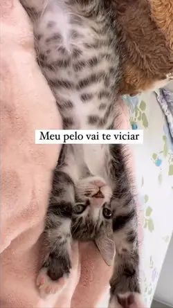 vídeo do seu animal