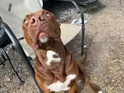 99% angel