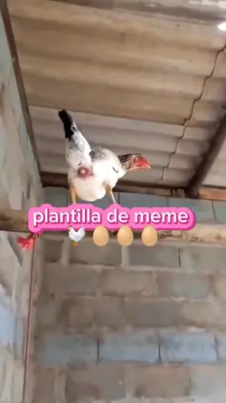 meme gallina