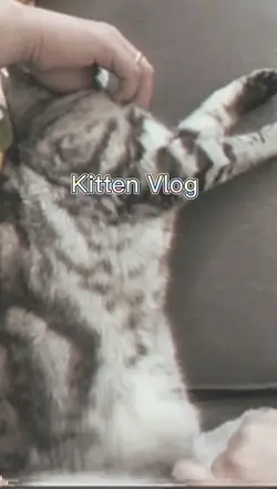 Kitten Vlog 