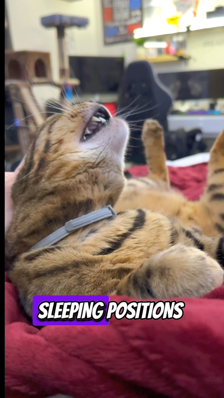 Positions de couchage 