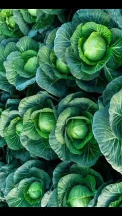 Cabbage 