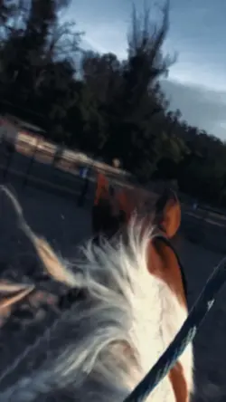 Horse template