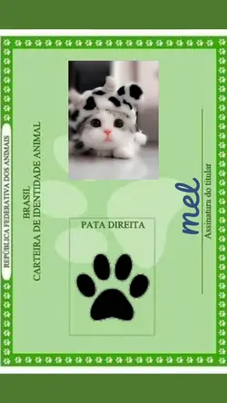 pet gato