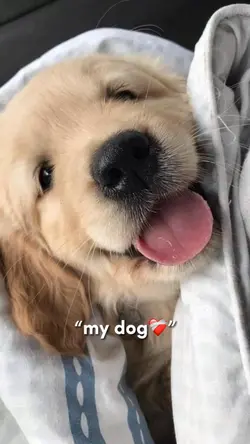 My dog ❤️‍🩹