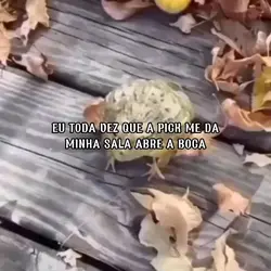 sapo rindo