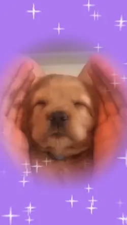 Cute pet