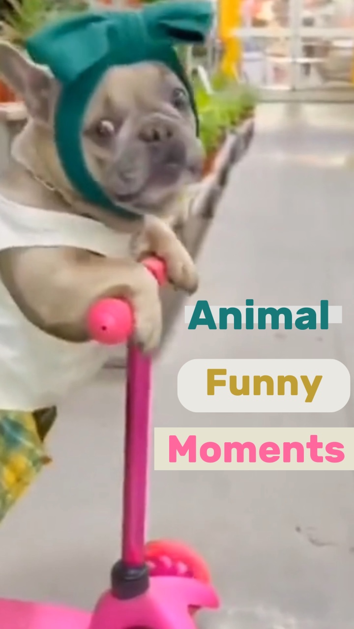Funny Moments🐶🐱